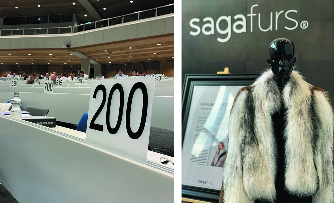 Аукцион Saga Furs. Закупки пушно-мехового сырья