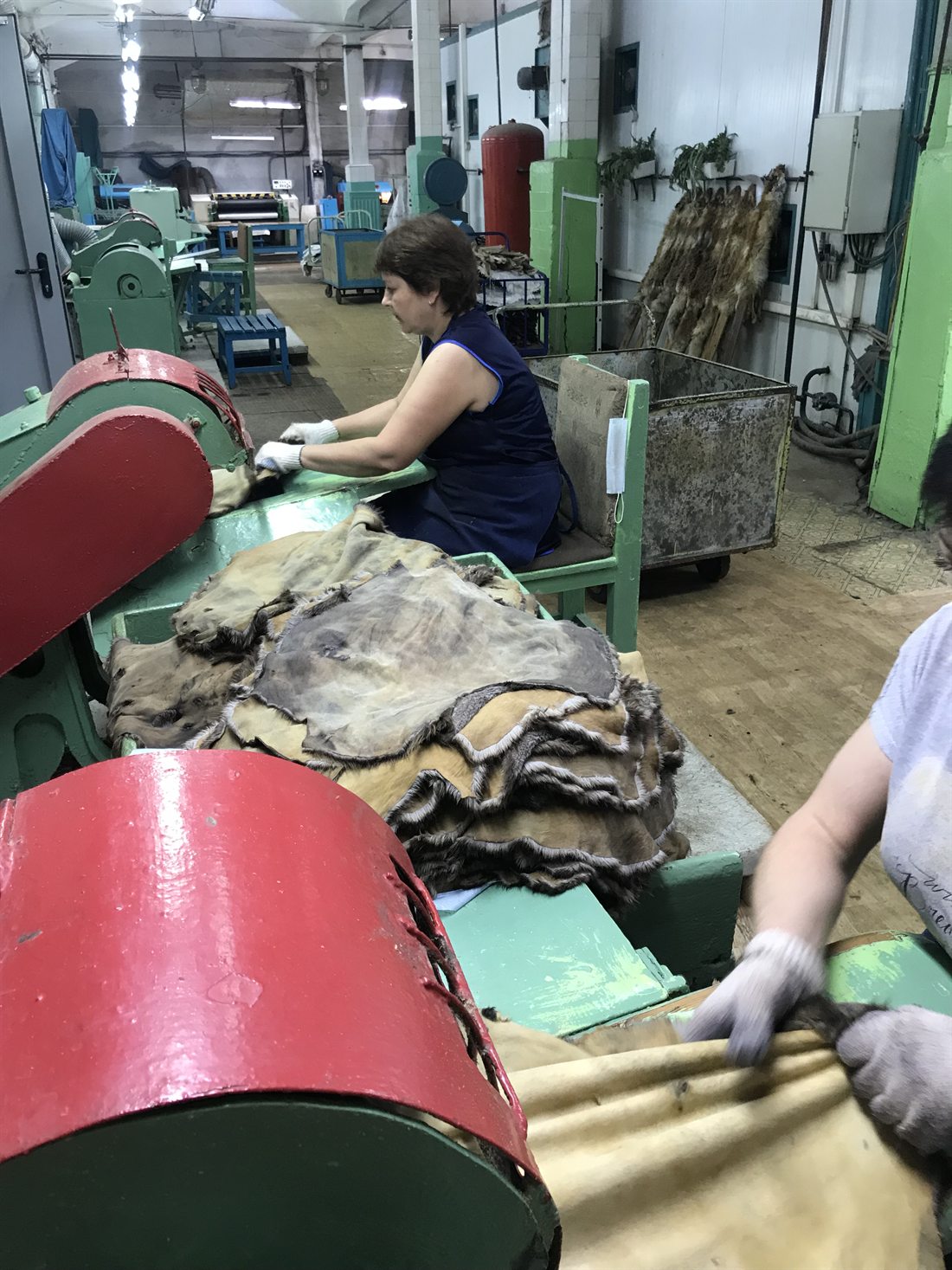 Работница цеха разбивает кожевую ткань бобра на машине, рядом стопка шкур